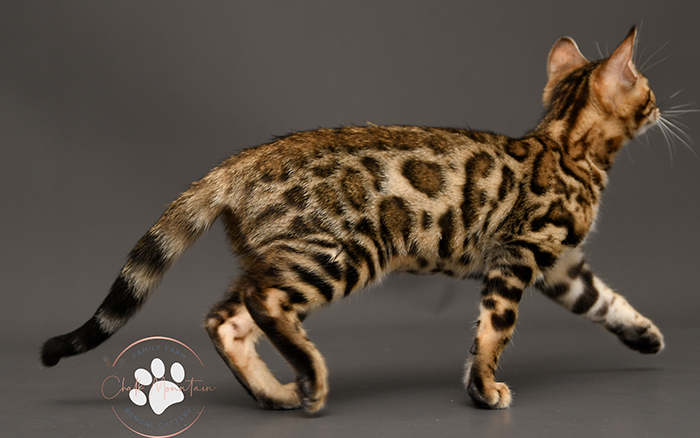 Bengal kitten for sale